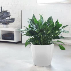 My City Plants Large Plants 3' - 5' Aglaonema Classico White