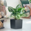 My City Plants Aglaonema Cube Cottage - Granite