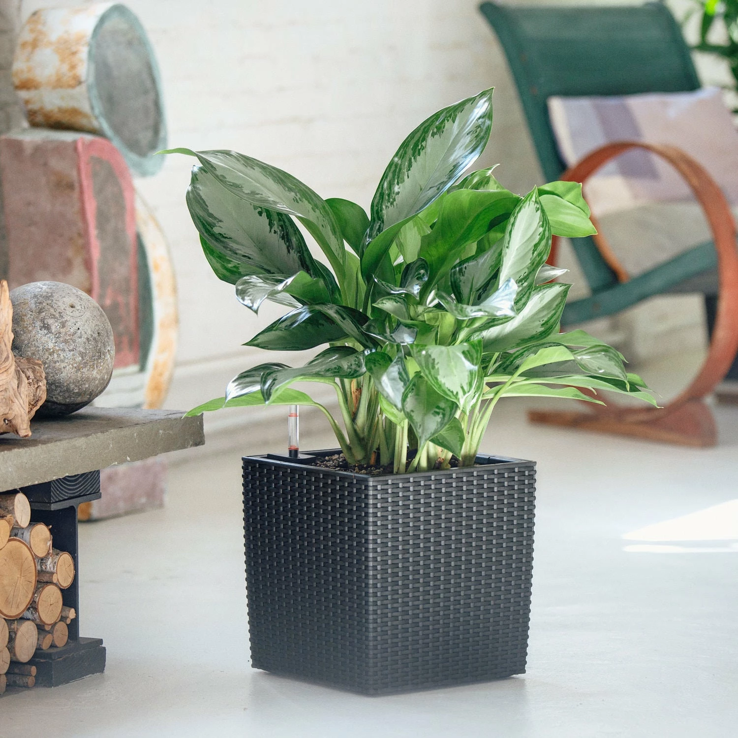 My City Plants Aglaonema Cube Cottage - Granite 3 My City Plants Aglaonema Cube Cottage - Granite