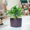 My City Plants Large Plants 3' - 5' Aglaonema Cube Cottage - Mocha 2 My City Plants Large Plants 3' - 5' Aglaonema Cube Cottage - Mocha