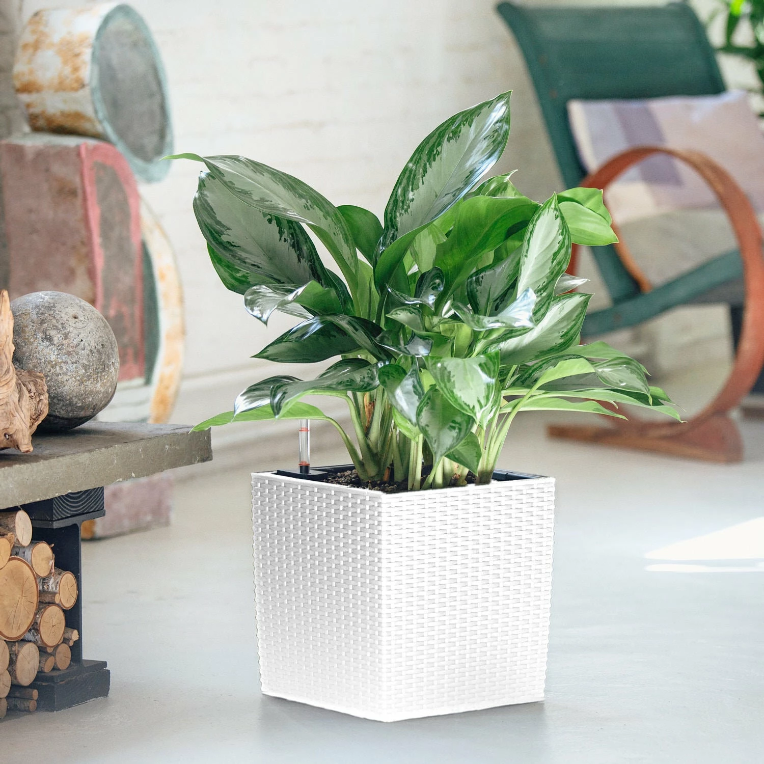 My City Plants Aglaonema Cube Cottage - White Large Plants 3' - 5' 3 My City Plants Aglaonema Cube Cottage - White Large Plants 3' - 5'
