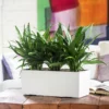 My City Plants Aglaonema Cutlass Balconera - White Medium/Small Plants 1' - 2'
