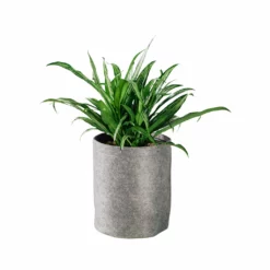 My City Plants Aglaonema Cutlass Trendcover 23 - Dark Gray Medium/Small Plants 1' - 2'
