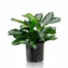 My City Plants Aglaonema In 10" Nursery Pot Large Plants 3' - 5'