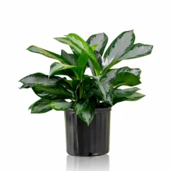 My City Plants Aglaonema In 10" Nursery Pot Large Plants 3' - 5'