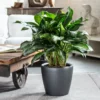 My City Plants Large Plants 3' - 5' Aglaonema Classico Charcoal Metallic