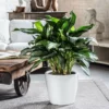 My City Plants Large Plants 3' - 5' Aglaonema Classico White