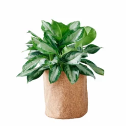 My City Plants Aglaonema Trendcover 32 - Dark Cork
