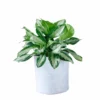 My City Plants Aglaonema Trendcover 32 - Light Gray Low Light Plants