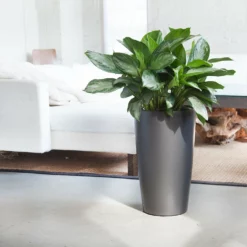 My City Plants Large Plants 3' - 5' Aglaonema Rondo Charcoal Metallic