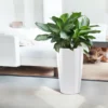 My City Plants Aglaonema Rondo White 1 My City Plants Aglaonema Rondo White