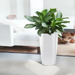 My City Plants Aglaonema Rondo White