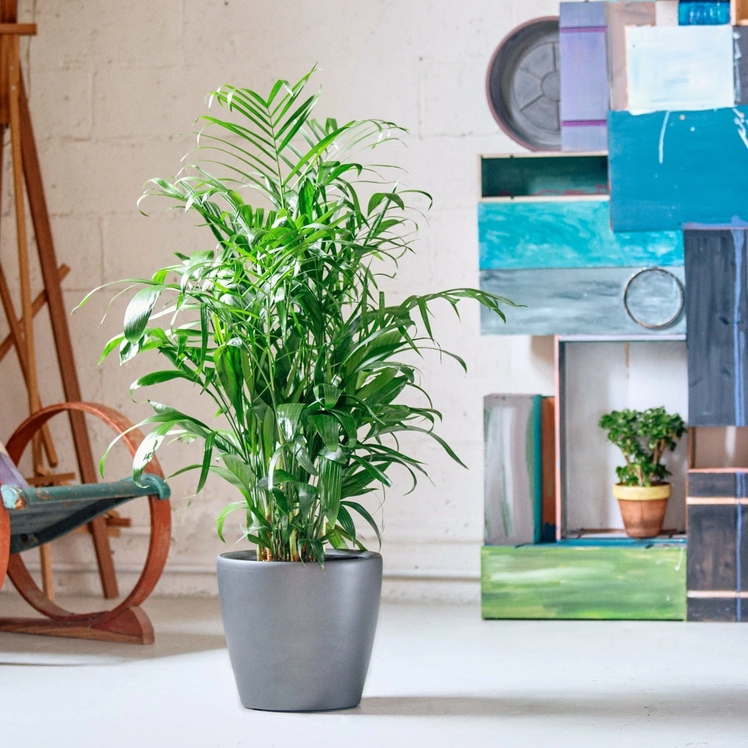 My City Plants Bamboo Palm Classico - Charcoal Metallic Large Plants 3' - 5' 3 My City Plants Bamboo Palm Classico - Charcoal Metallic Large Plants 3' - 5'