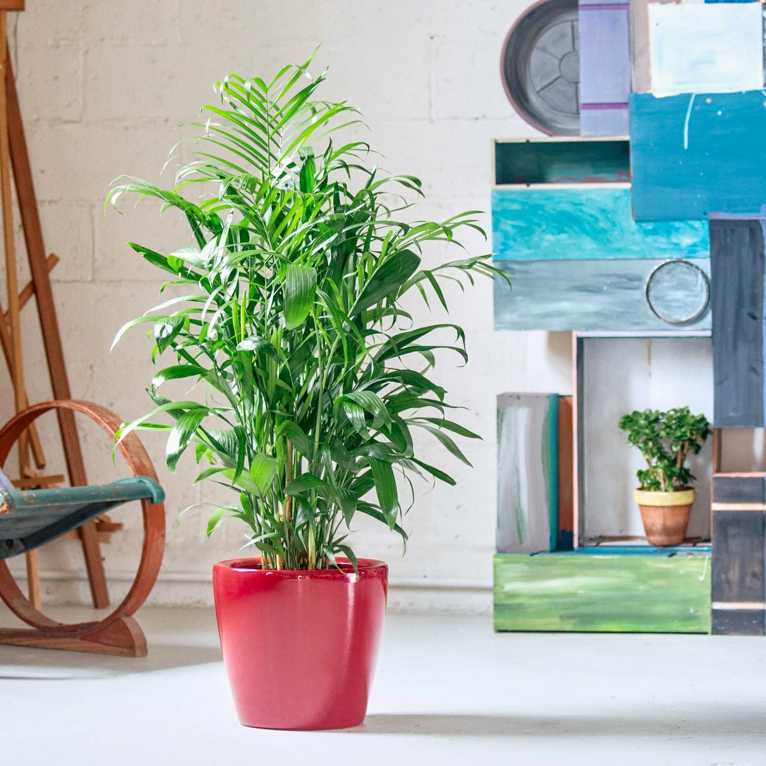 My City Plants Bamboo Palm Classico - Red Large Plants 3' - 5' 3 My City Plants Bamboo Palm Classico - Red Large Plants 3' - 5'