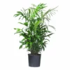 My City Plants Large Plants 3' - 5' Bamboo Palm In 10" Nursery Pot