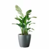 My City Plants Bird Of Paradise Plant Classico 50 - Charcoal Metallic