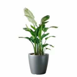 My City Plants Bird Of Paradise Plant Classico 50 - Charcoal Metallic