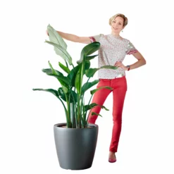 My City Plants Bird Of Paradise Plant Classico 50 - Charcoal Metallic
