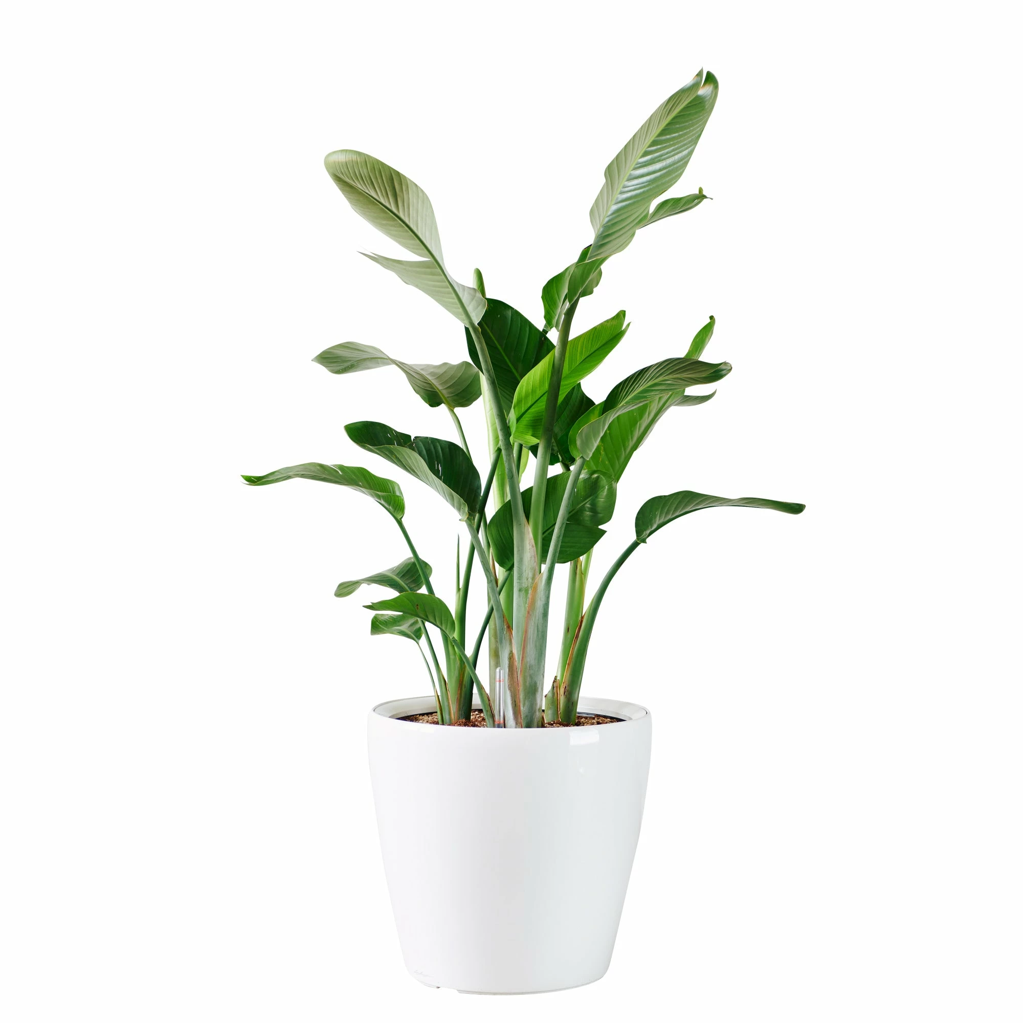 My City Plants Bird Of Paradise Plant Classico 50 - White Extra Large Plants 5' - 8' 3 My City Plants Bird Of Paradise Plant Classico 50 - White Extra Large Plants 5' - 8'