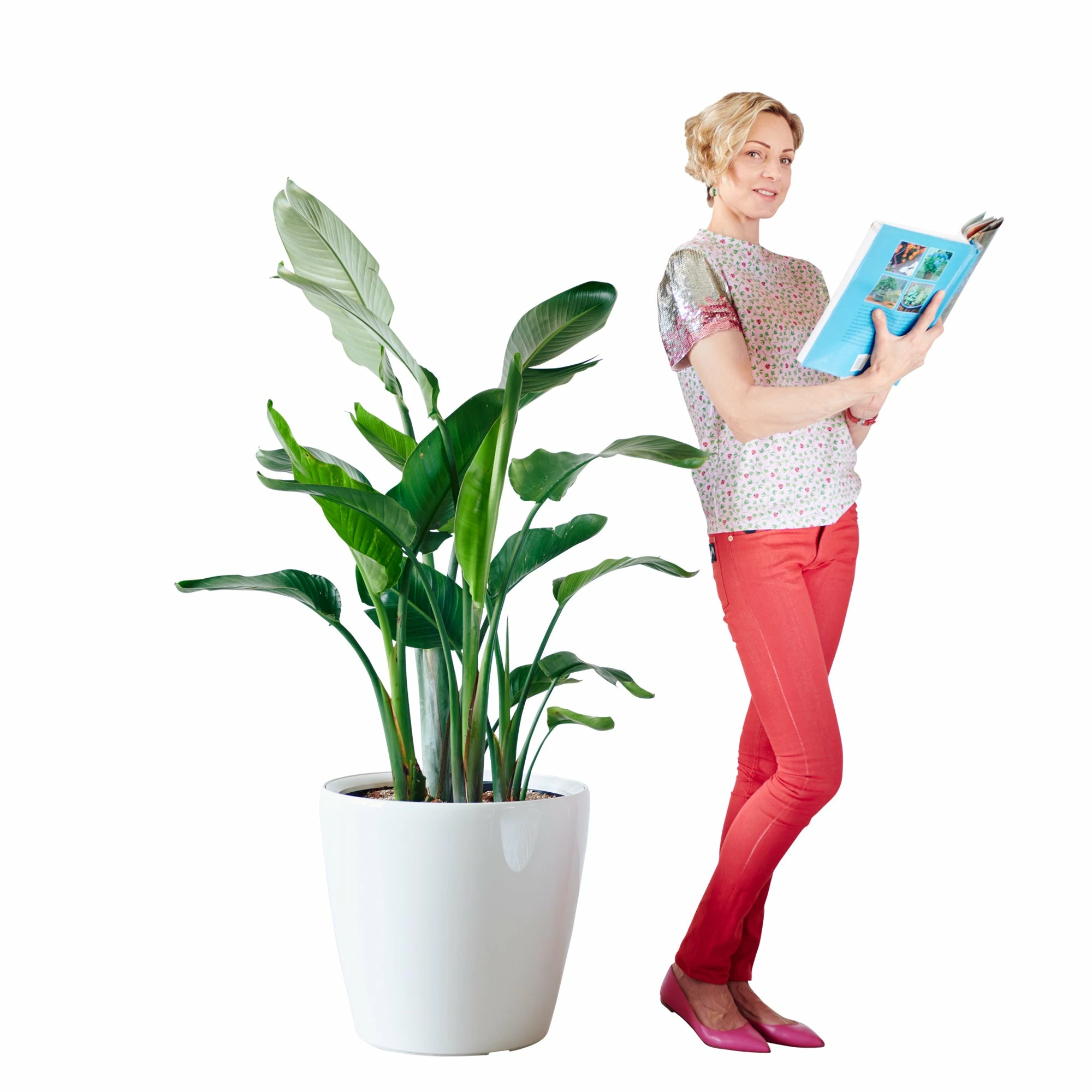 My City Plants Bird Of Paradise Plant Classico 50 - White Extra Large Plants 5' - 8' 4 My City Plants Bird Of Paradise Plant Classico 50 - White Extra Large Plants 5' - 8'