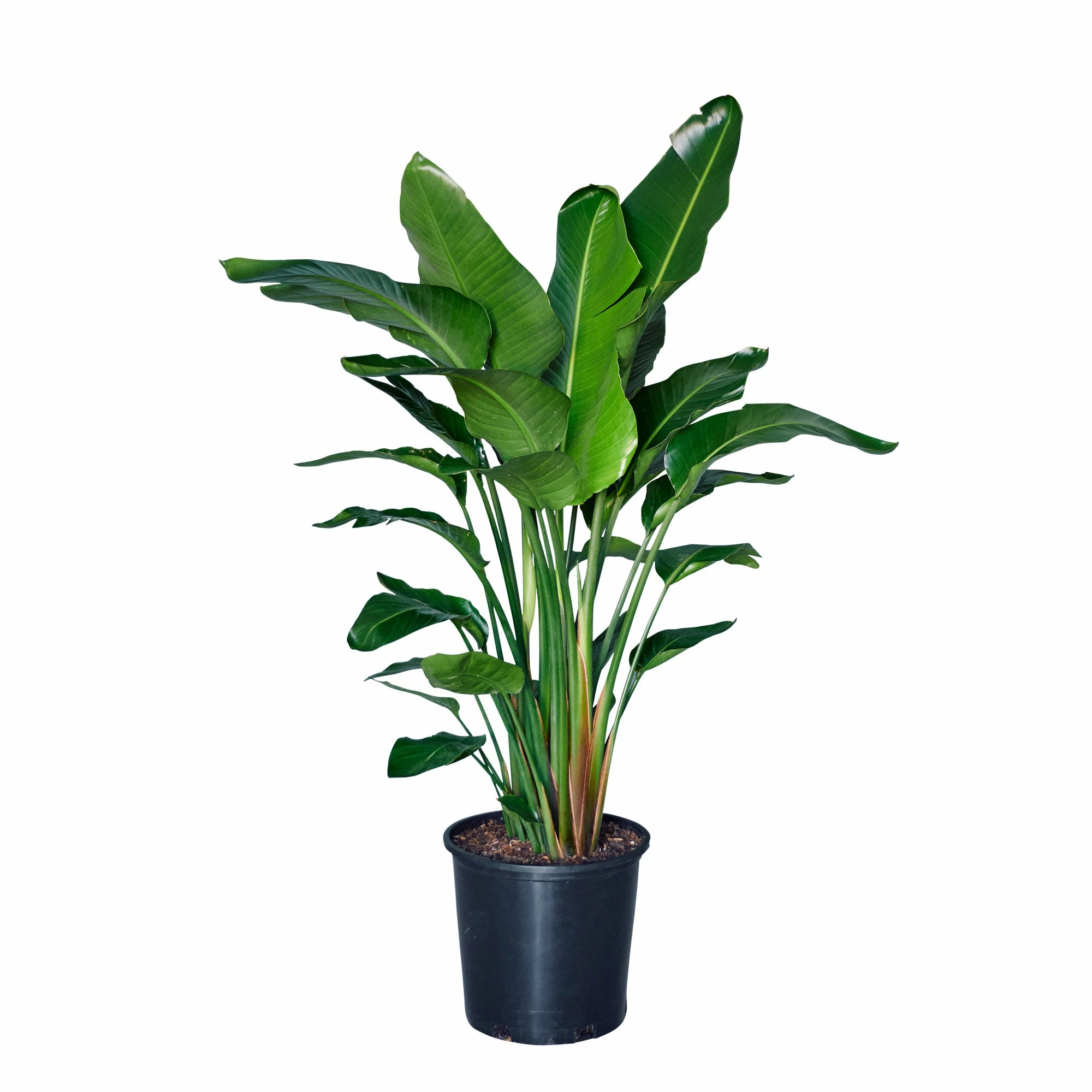 My City Plants Bird Of Paradise Plant In 14" Nursery Pot Extra Large Plants 5' - 8' 3 My City Plants Bird Of Paradise Plant In 14" Nursery Pot Extra Large Plants 5' - 8'