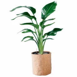 My City Plants Bird Of Paradise Plant Trendcover 32 - Dark Cork Extra Large Plants 5' - 8'