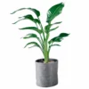 My City Plants Bird Of Paradise Plant Trendcover 32 - Dark Gray Extra Large Plants 5' - 8'