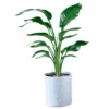 My City Plants Bird Of Paradise Plant Trendcover 32 - Light Gray Extra Large Plants 5' - 8'