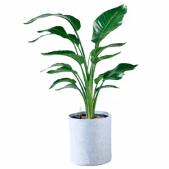 My City Plants Bird Of Paradise Plant Trendcover 32 - Light Gray Extra Large Plants 5' - 8'
