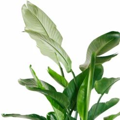 My City Plants Bird Of Paradise Plant Classico 50 - White Extra Large Plants 5' - 8' 7 My City Plants Bird Of Paradise Plant Classico 50 - White Extra Large Plants 5' - 8'