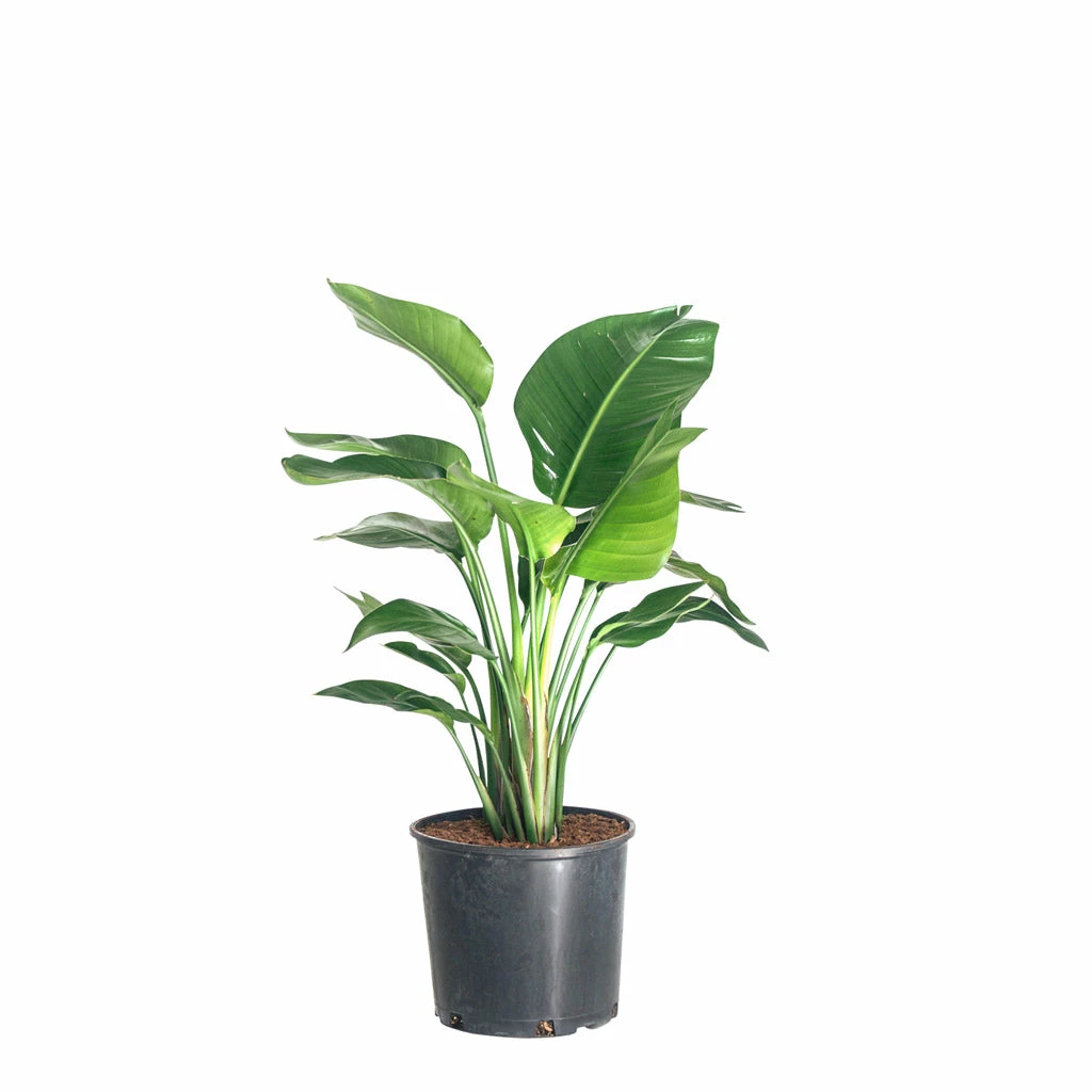 My City Plants Bird Of Paradise Plant In 10" Nursery Pot Extra Large Plants 5' - 8' 3 My City Plants Bird Of Paradise Plant In 10" Nursery Pot Extra Large Plants 5' - 8'