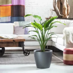 My City Plants Bird Of Paradise Plant Classico Charcoal Metallic Extra Large Plants 5' - 8'