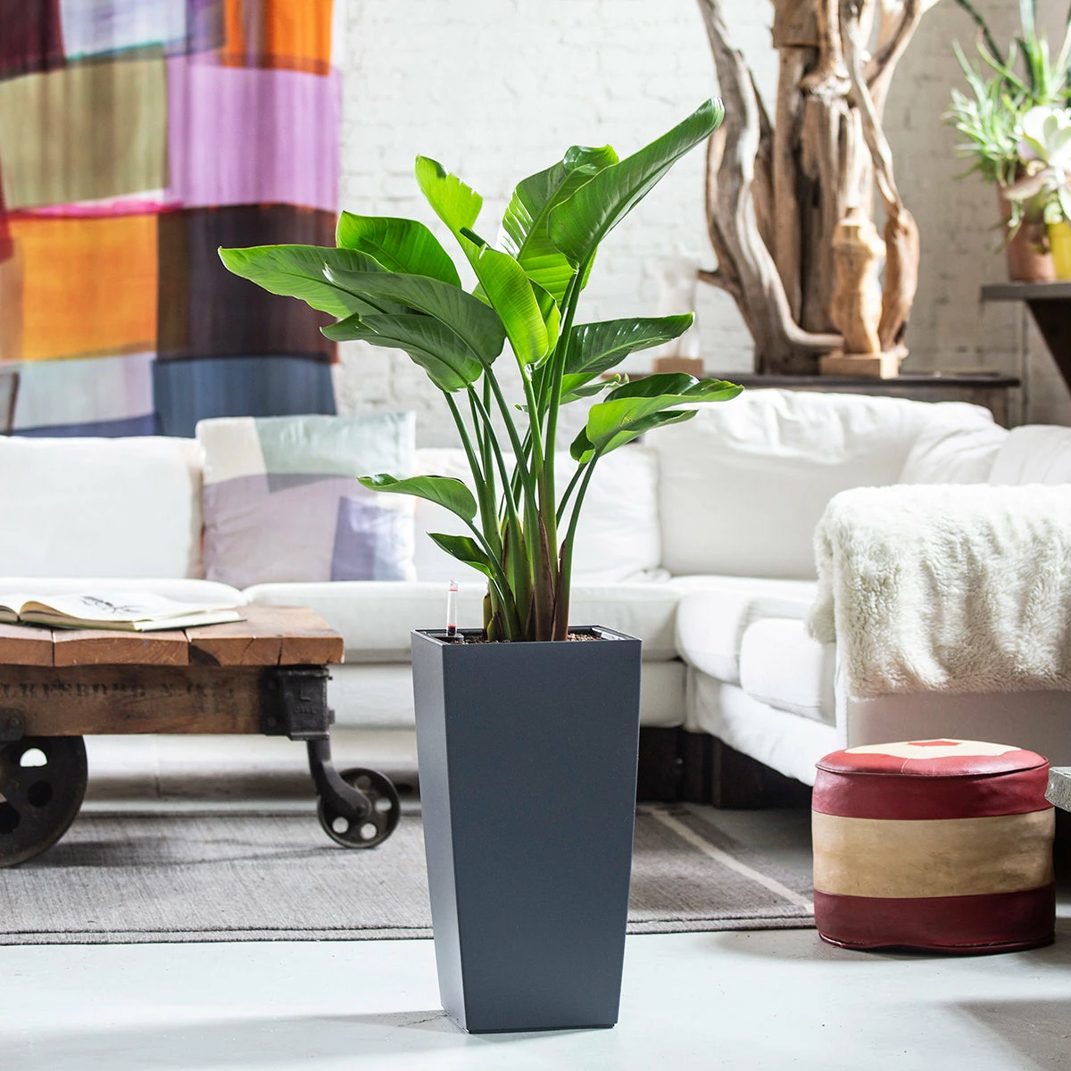 My City Plants Bird Of Paradise Plant Cubico Slate 3 My City Plants Bird Of Paradise Plant Cubico Slate