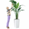 My City Plants Bird Of Paradise Plant Cubico 40 - White