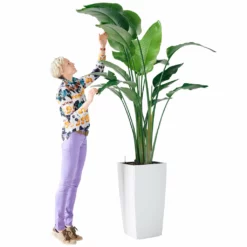 My City Plants Bird Of Paradise Plant Cubico 40 - White