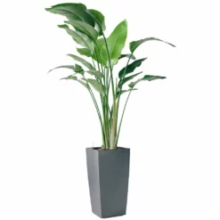 My City Plants Bird Of Paradise Plant Cubico 40 - Charcoal Metallic