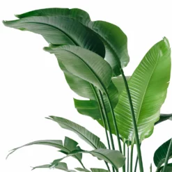 My City Plants Bird Of Paradise Plant Cubico 40 - Charcoal Metallic