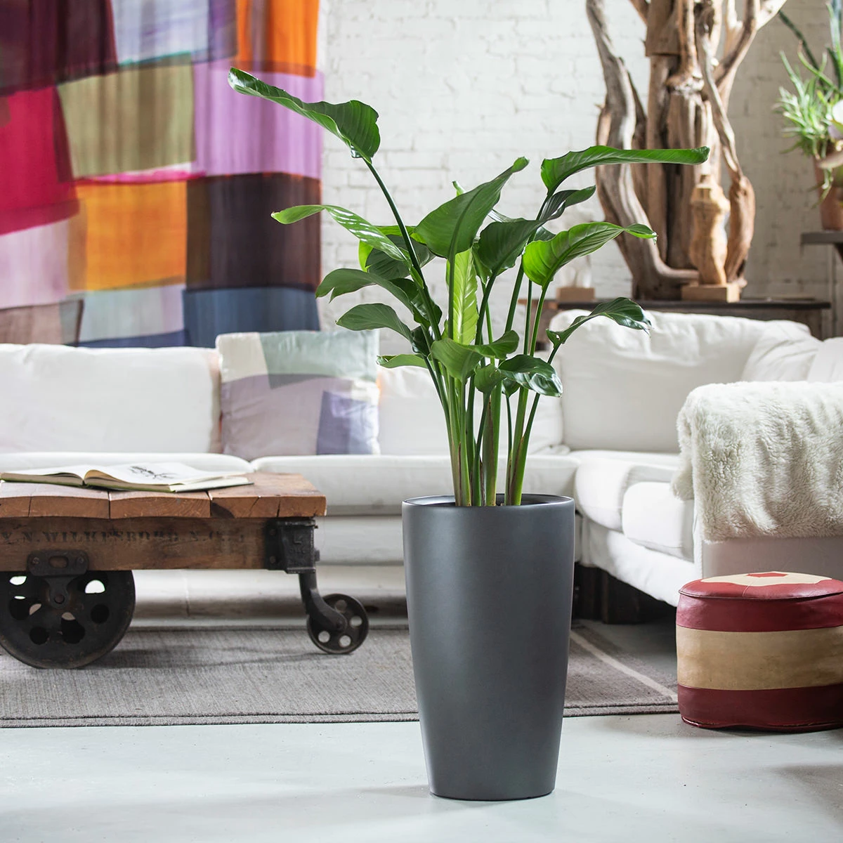 My City Plants Bird Of Paradise Plant Rondo Charcoal Metallic 3 My City Plants Bird Of Paradise Plant Rondo Charcoal Metallic