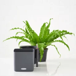 My City Plants Medium/Small Plants 1' - 2' Bird's Nest Fern Cube 16 - Slate