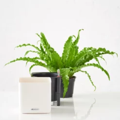 My City Plants Bird's Nest Fern Cube 16 - White Medium/Small Plants 1' - 2'