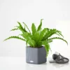 My City Plants Medium/Small Plants 1' - 2' Bird's Nest Fern Cube 16 - Slate
