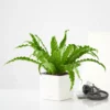 My City Plants Bird's Nest Fern Cube 16 - White Medium/Small Plants 1' - 2'