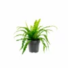 My City Plants Bird's Nest Fern In 6" Nursery Pot Medium/Small Plants 1' - 2'