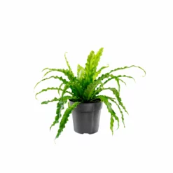 My City Plants Bird's Nest Fern In 6" Nursery Pot Medium/Small Plants 1' - 2'