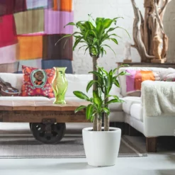 My City Plants Corn Plant Classico - White Large Plants 3' - 5'