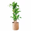 My City Plants Corn Plant Trendcover 32 - Dark Cork