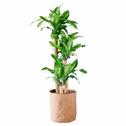 My City Plants Corn Plant Trendcover 32 - Dark Cork