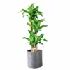 My City Plants Corn Plant Trendcover 32 - Dark Gray Large Plants 3' - 5'