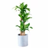 My City Plants Corn Plant Trendcover 32 - Light Gray