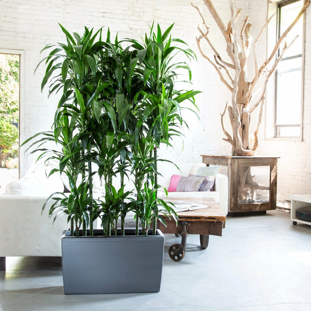 My City Plants Dracaena Lisa Cararo - Charcoal Metallic 3 My City Plants Dracaena Lisa Cararo - Charcoal Metallic